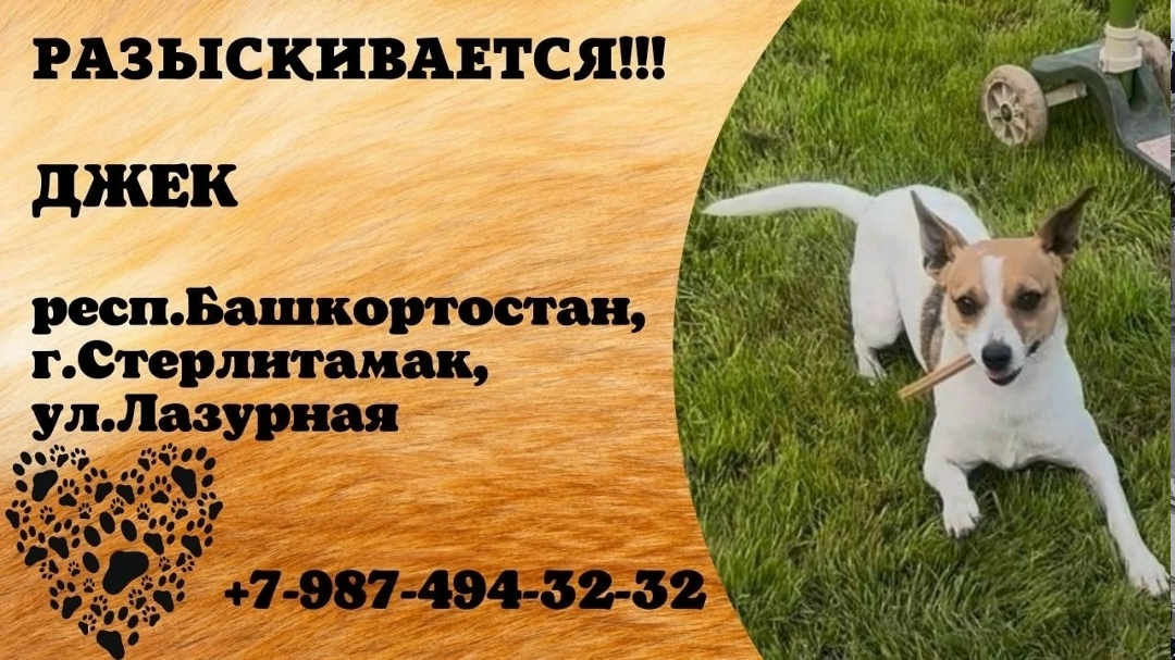 Пропала собака в Стерлитамаке — фото объявления