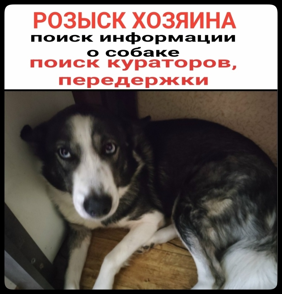 Найдена собака в Мурманске — фото объявления