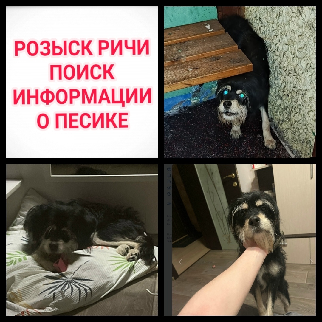 Найдена собака в Мурманске — фото объявления