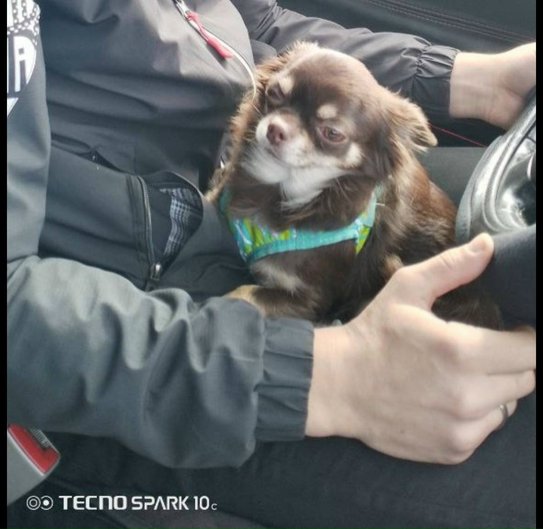 Пропала собака в Мурманске — фото объявления