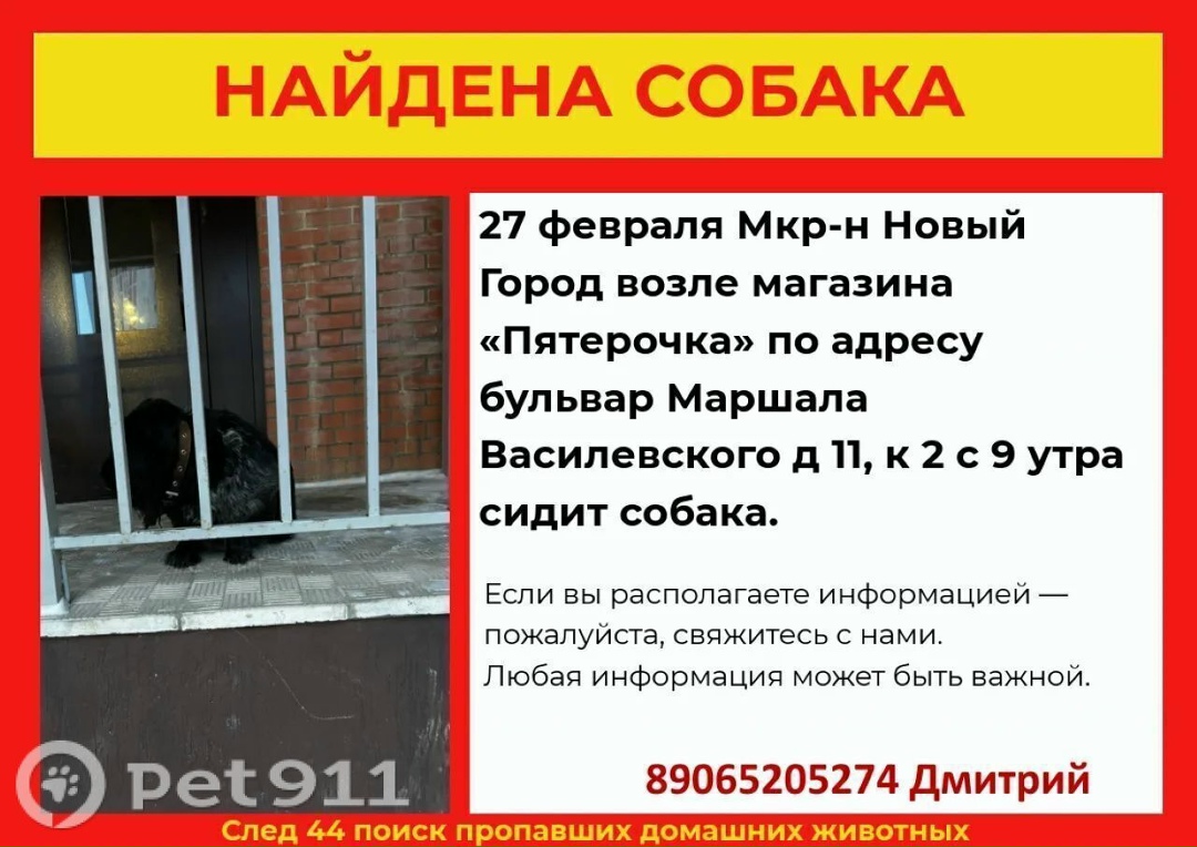 Найдена собака в Костроме — фото объявления