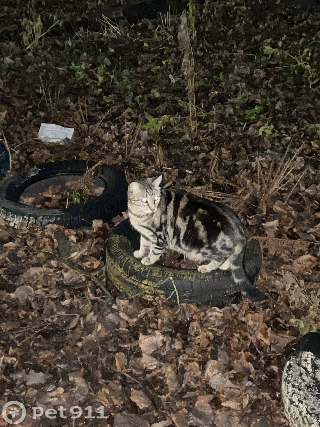 Найдена кошка в Костроме — фото объявления