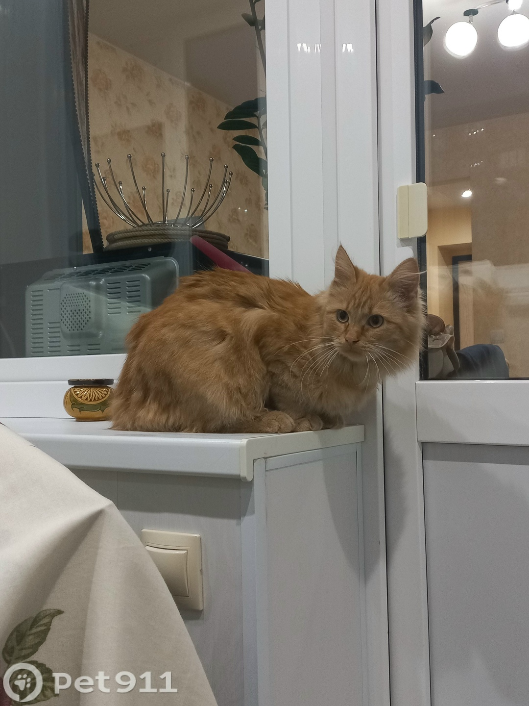 Найдена кошка в Костроме — фото объявления