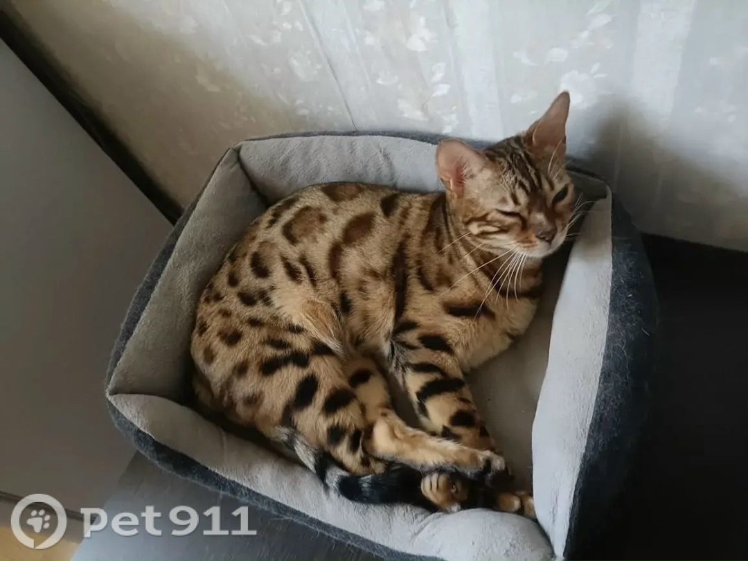 Пропала кошка в Костроме — фото объявления