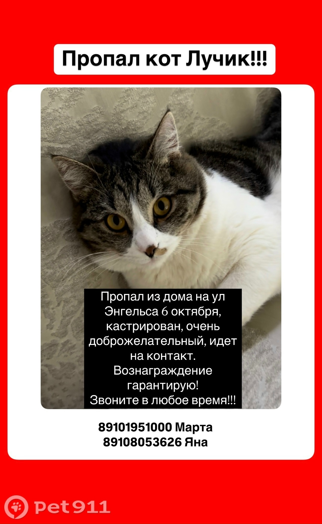 Пропала кошка в Костроме — фото объявления