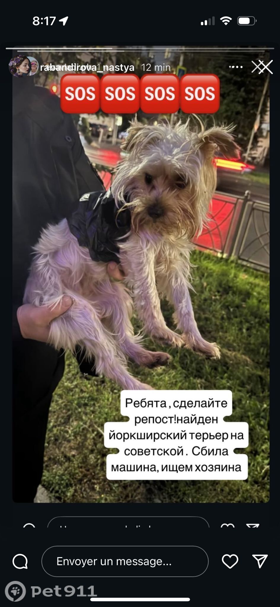 Найдена собака в Костроме — фото объявления