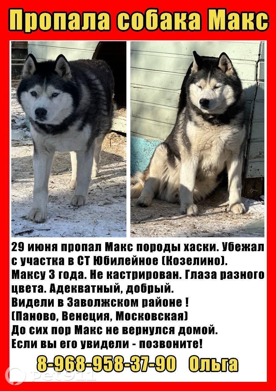 Пропала собака в Костроме — фото объявления
