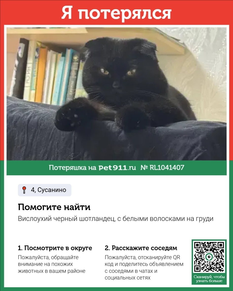 Пропала кошка в Костроме — фото объявления