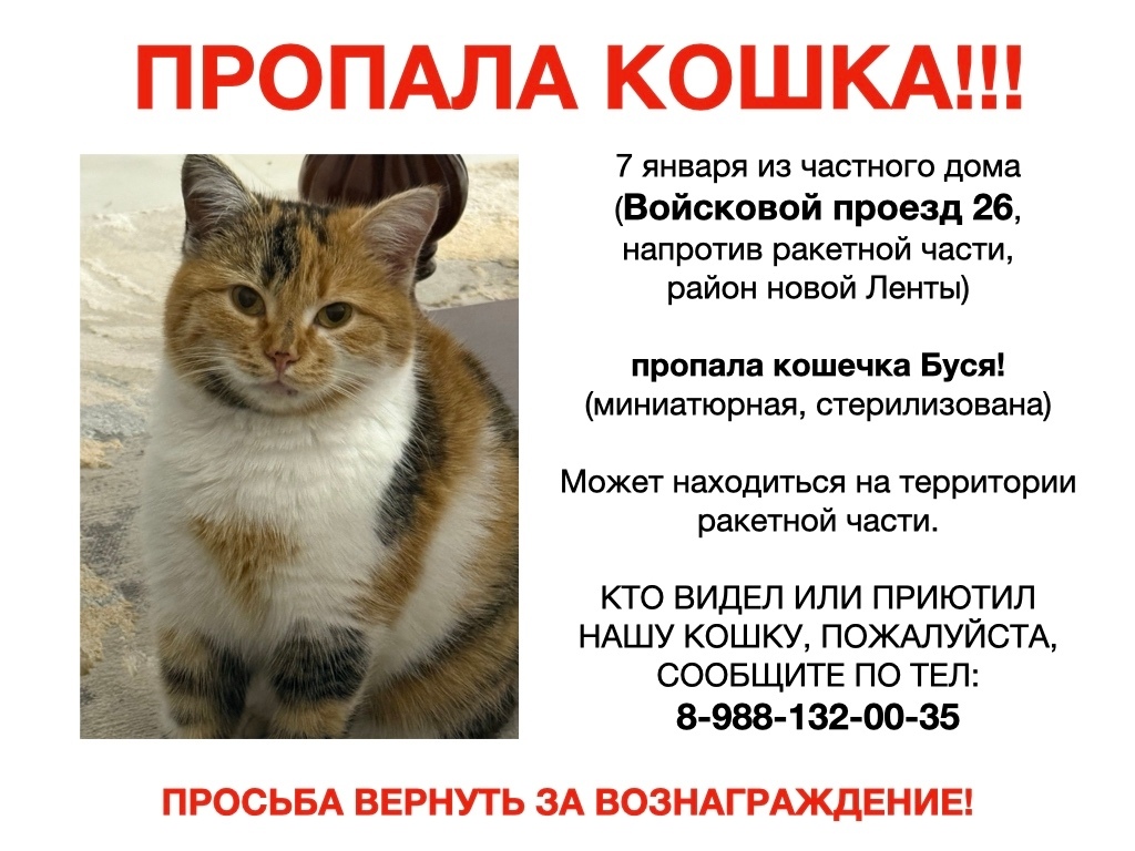 Пропала кошка в Новороссийске — фото объявления