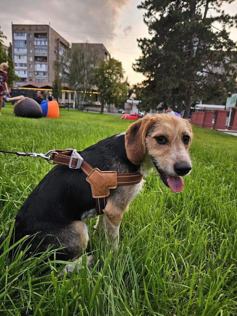 Пропала собака в Новороссийске — фото объявления
