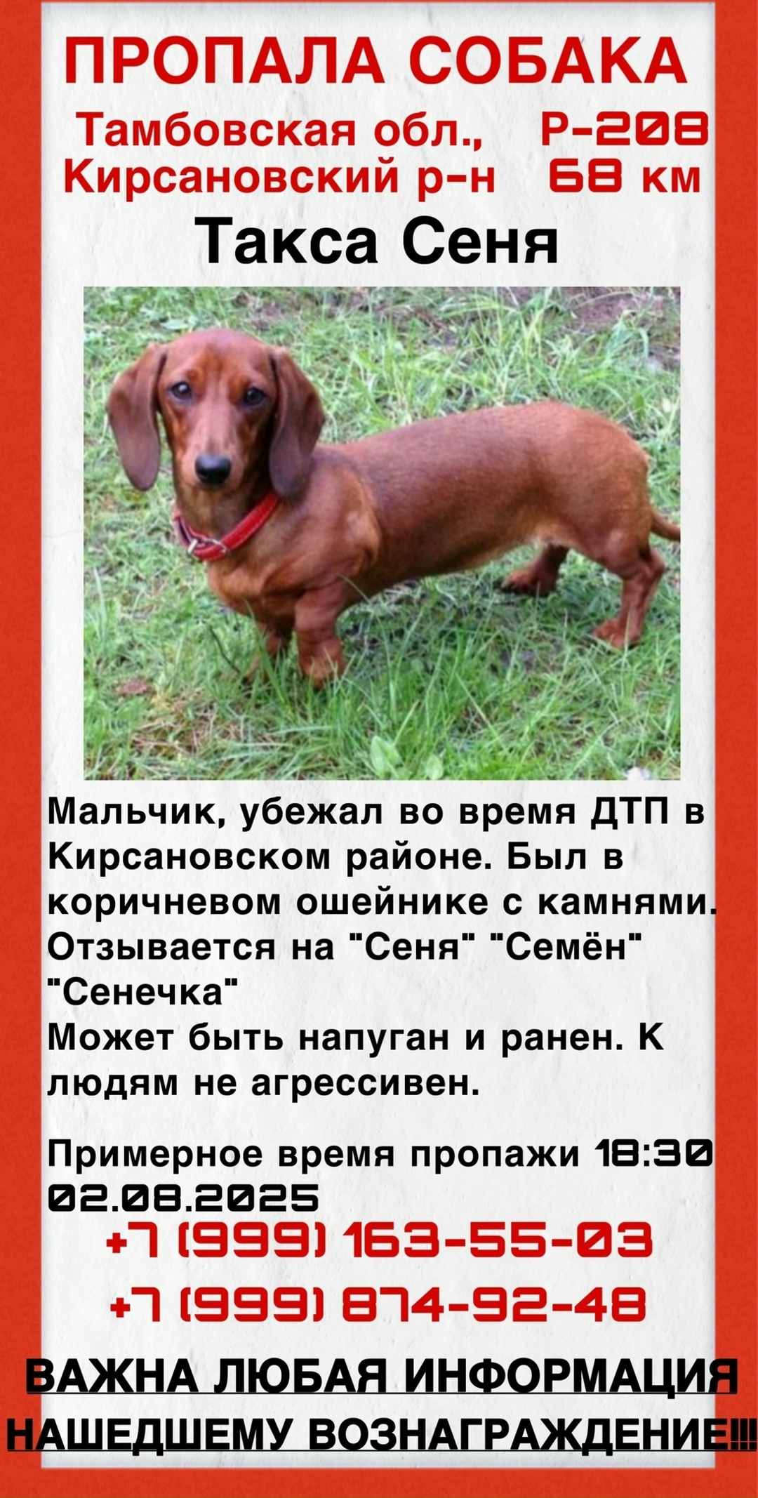 Найдена собака в Тамбове — фото объявления