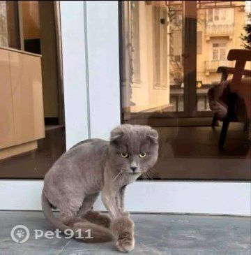 Найдена кошка в Нальчике — фото объявления
