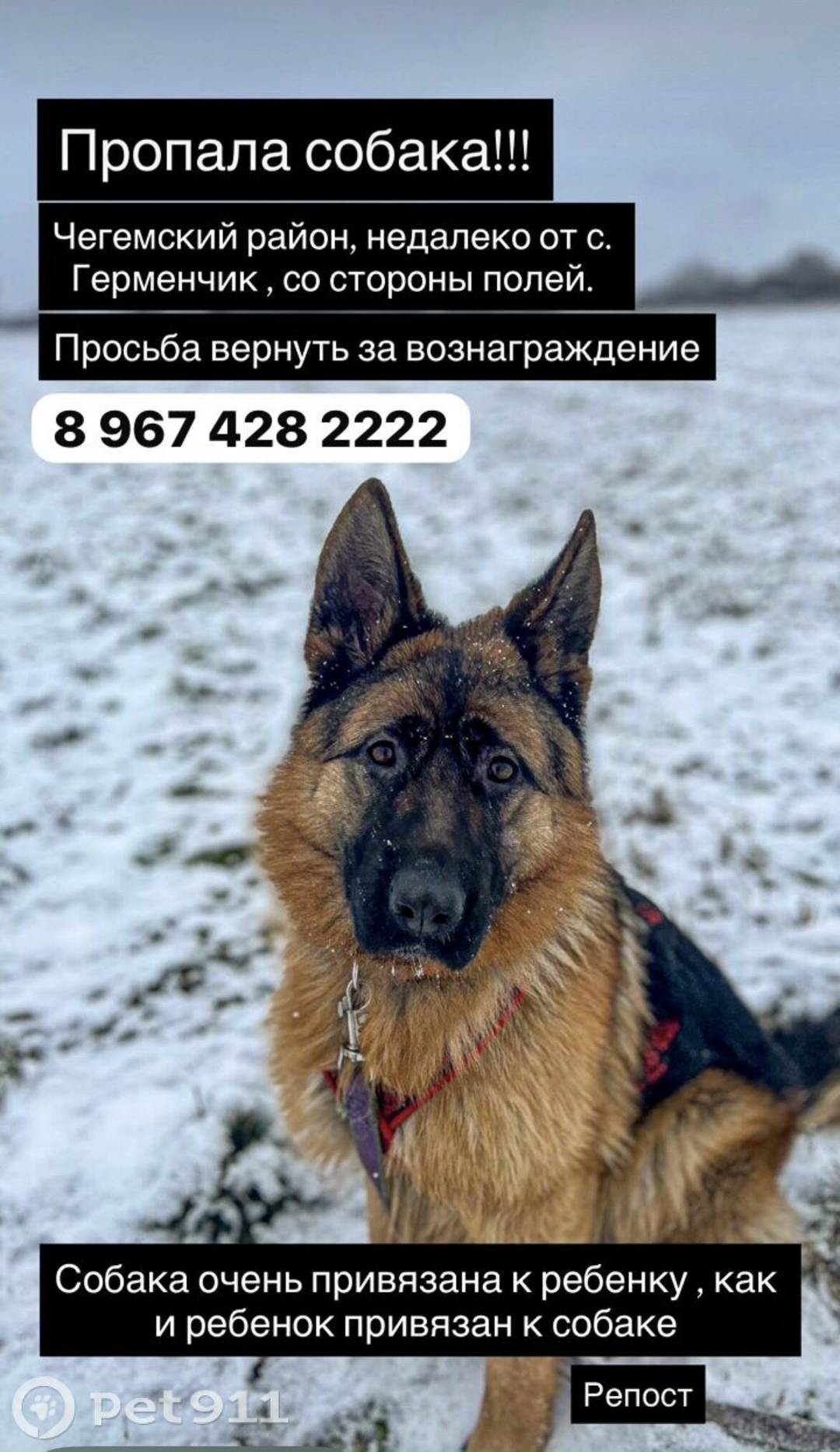 Пропала собака в Нальчике — фото объявления