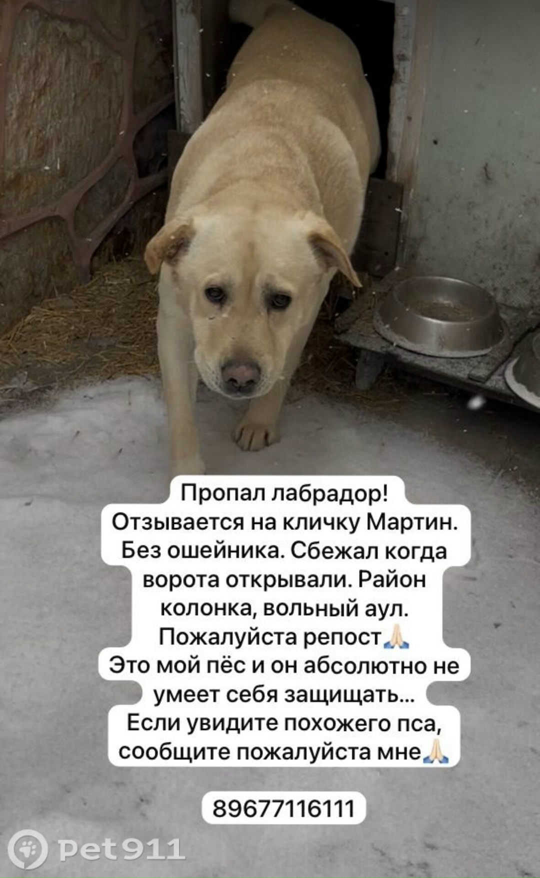 Пропала собака в Нальчике — фото объявления