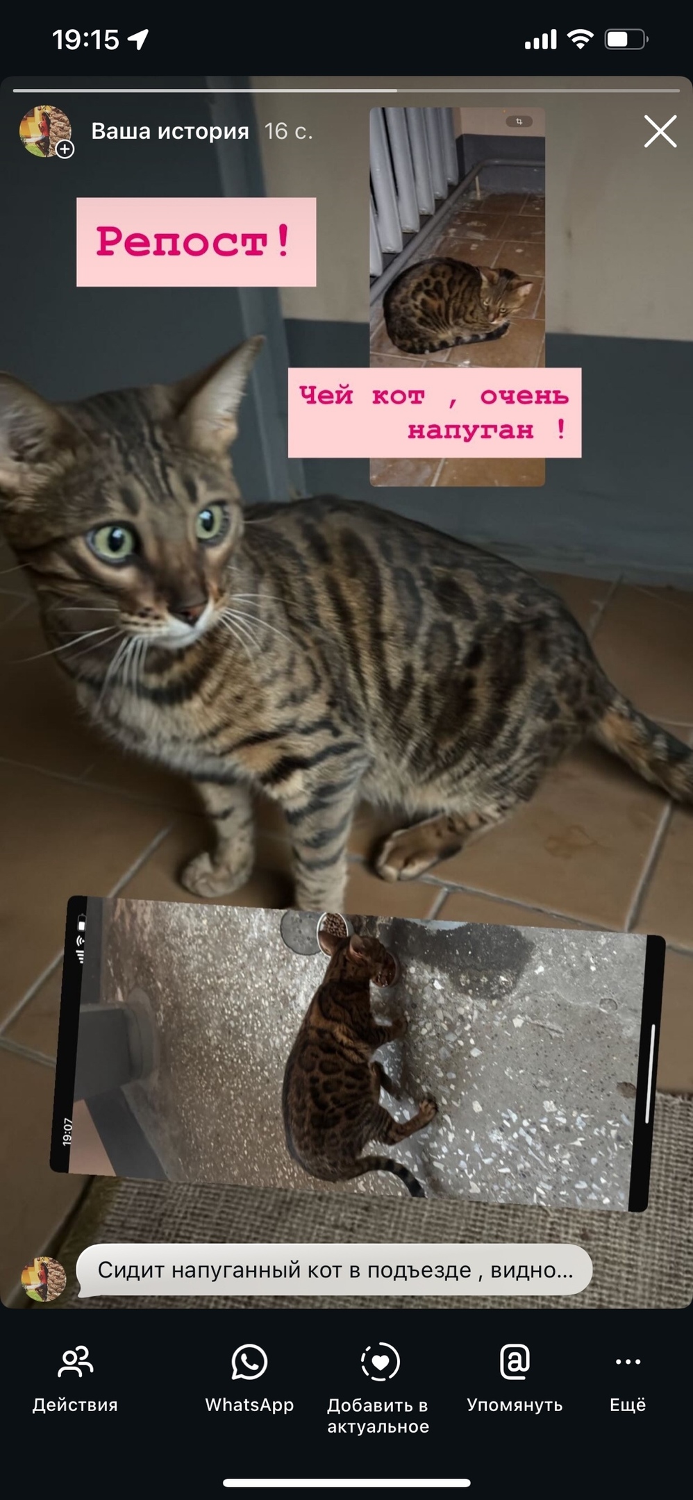 Пропала кошка в Нижнекамске — фото объявления