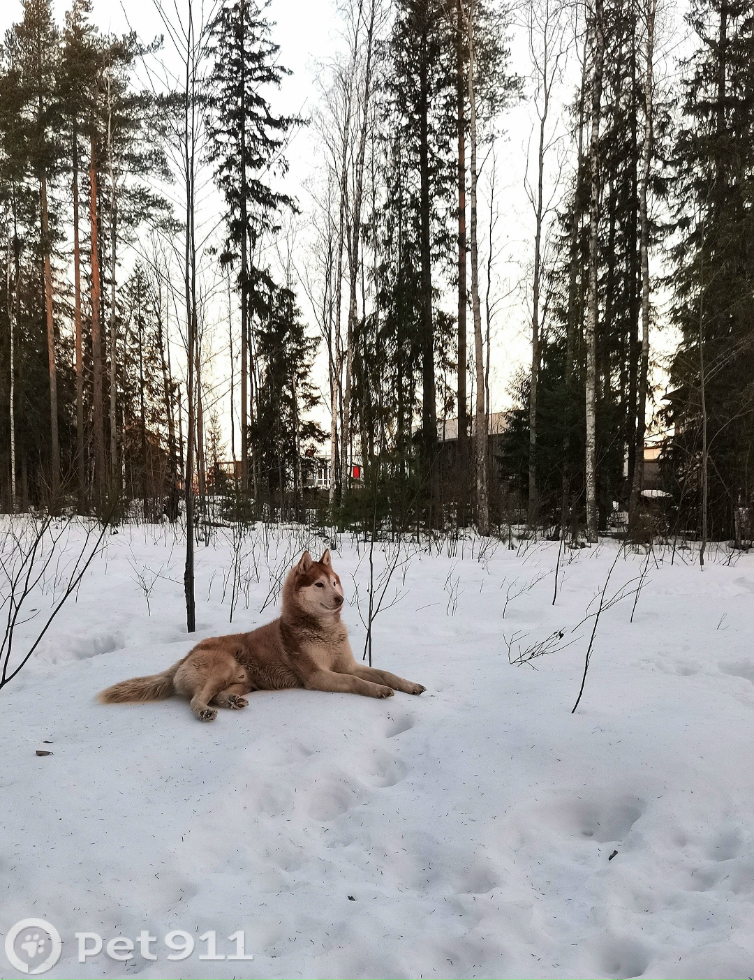 Найдена собака в Петрозаводске — фото объявления