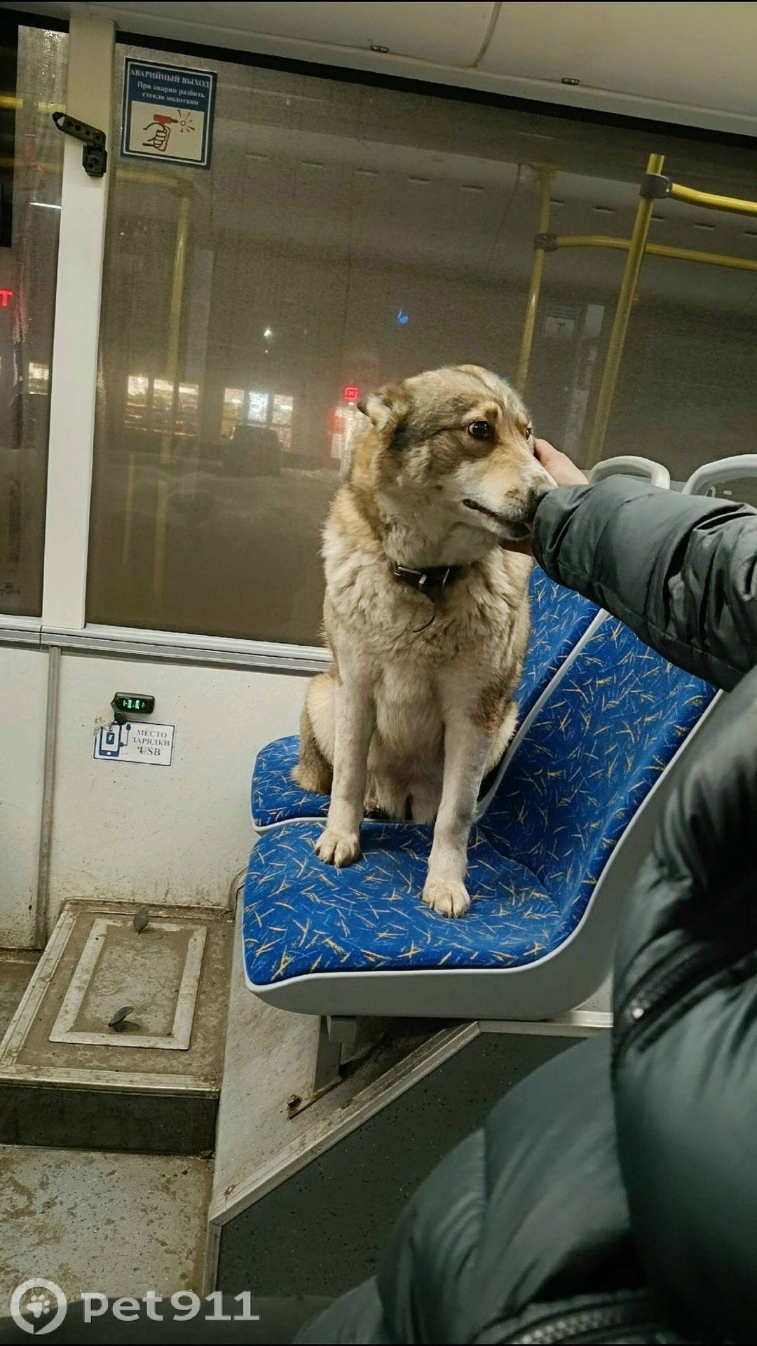 Найдена собака в Петрозаводске — фото объявления
