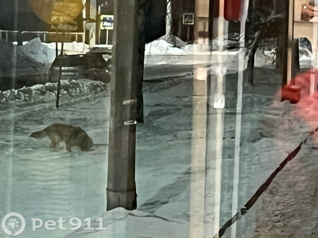 Найдена собака в Петрозаводске — фото объявления