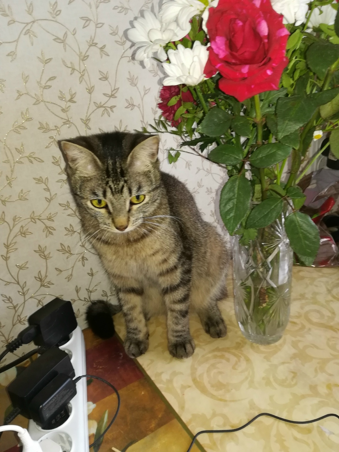 Пропала кошка в Петрозаводске — фото объявления