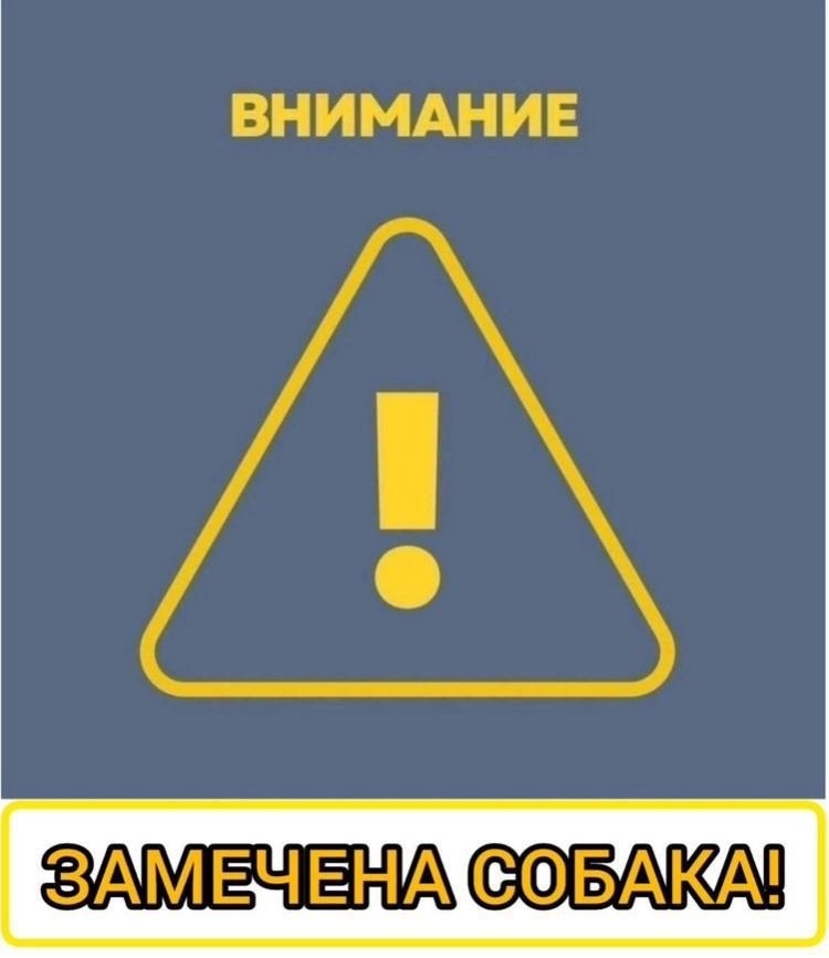 Пропала собака в Одинцове — фото объявления