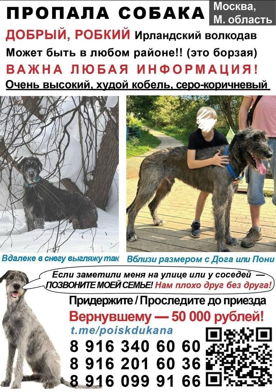 Пропала собака в Одинцове — фото объявления