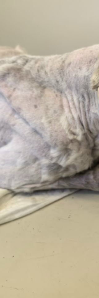 Найдена собака в Одинцове — фото объявления
