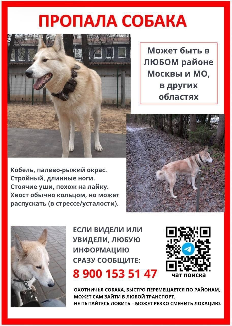 Пропала собака в Одинцове — фото объявления