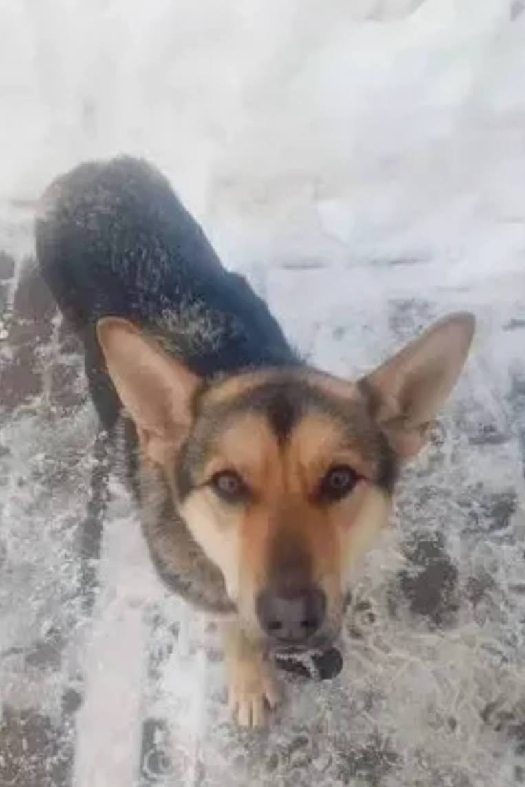 Пропала собака в Одинцове — фото объявления