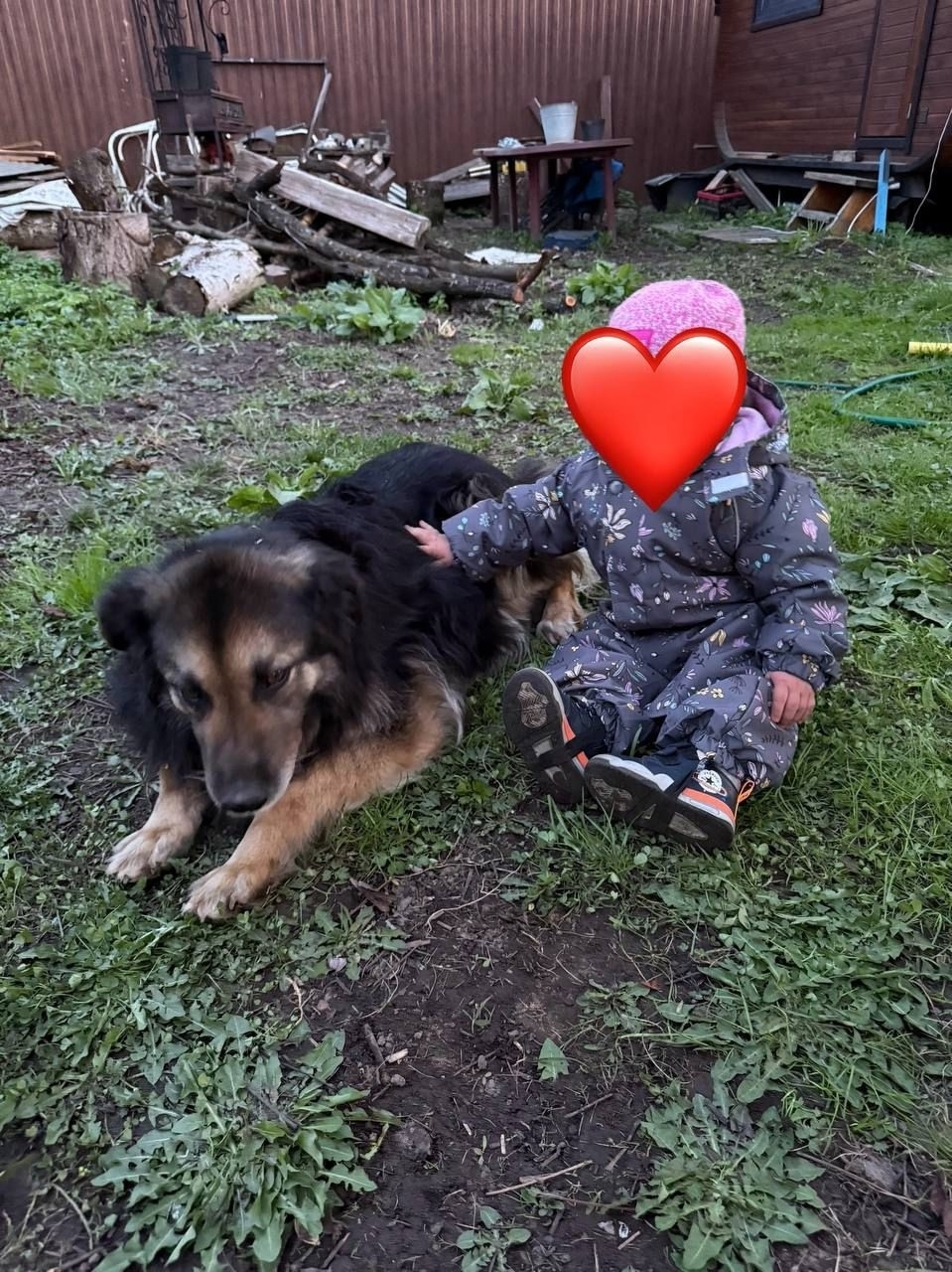 Пропала собака в Одинцове — фото объявления