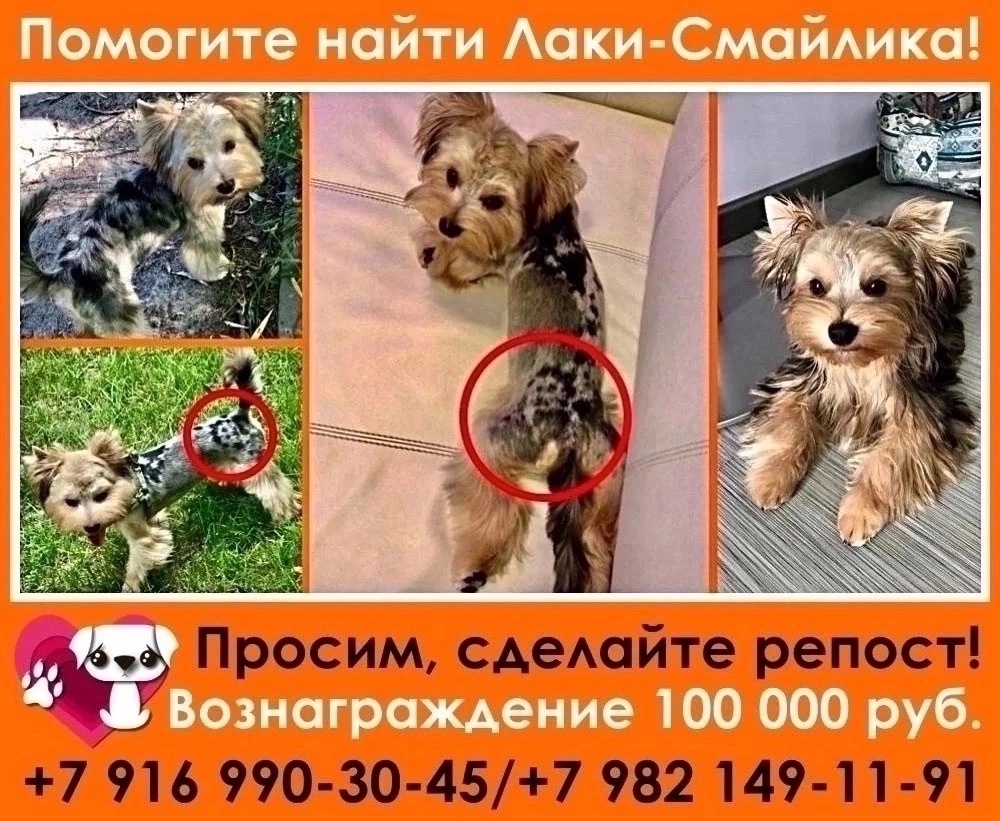 Пропала собака в Одинцове — фото объявления