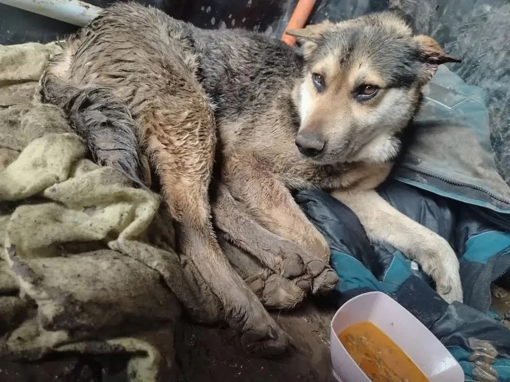 Найдена собака в Энгельсе — фото объявления