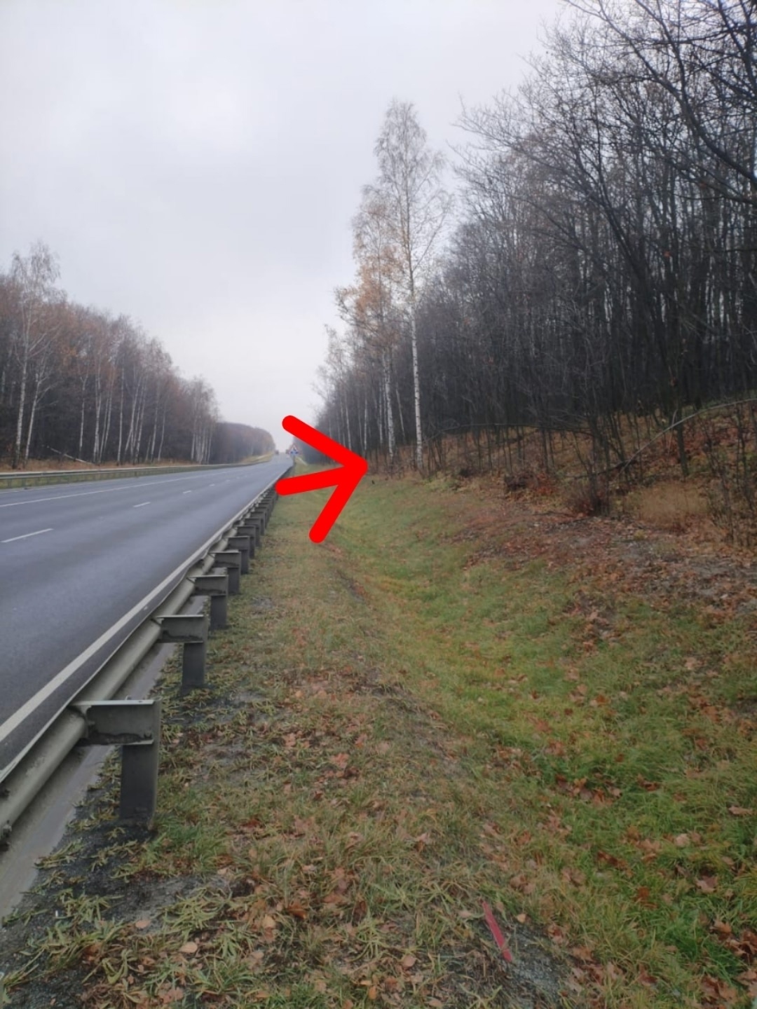 Пропала кошка в Энгельсе — фото объявления