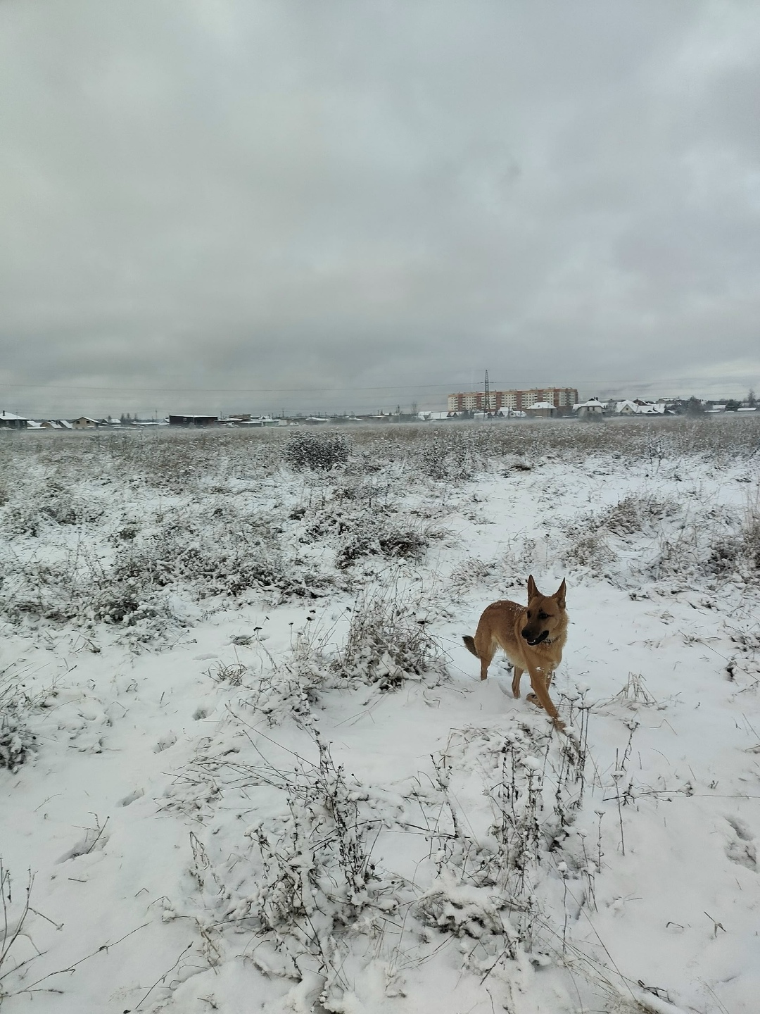 Пропала собака в Великом Новгороде — фото объявления