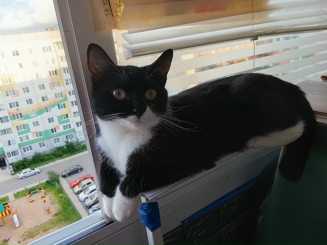 Пропала кошка в Великом Новгороде — фото объявления