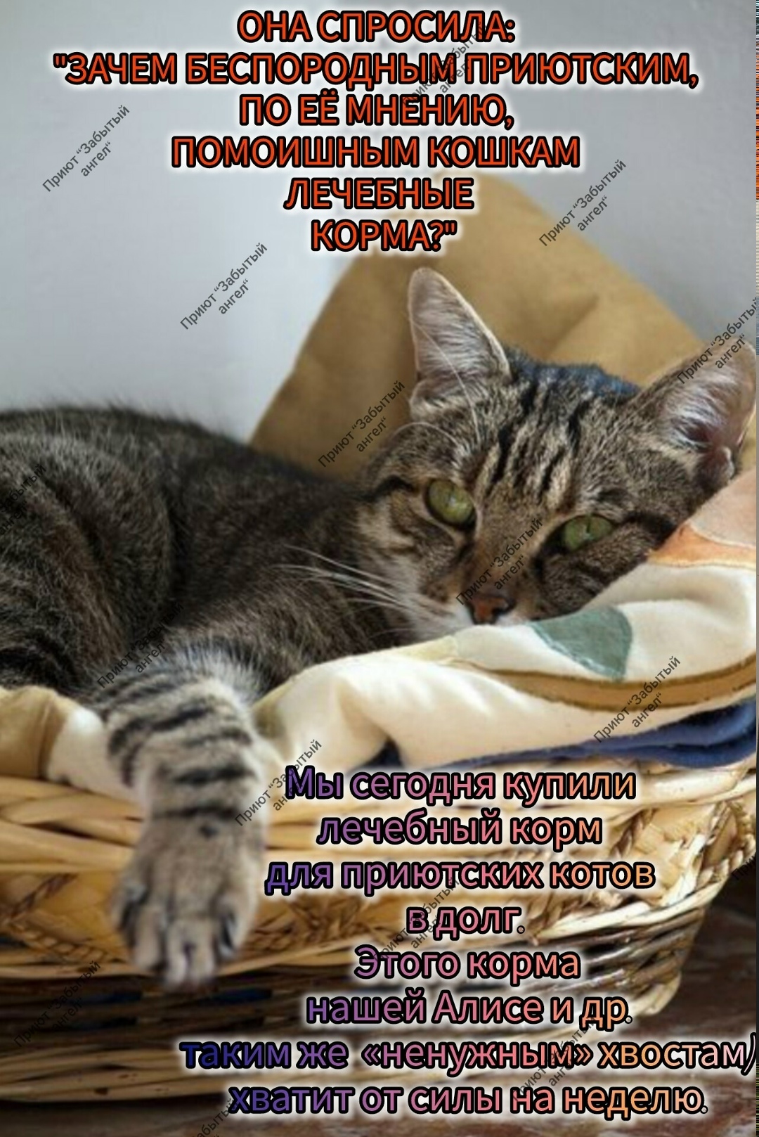 Найдена кошка в Дзержинске — фото объявления