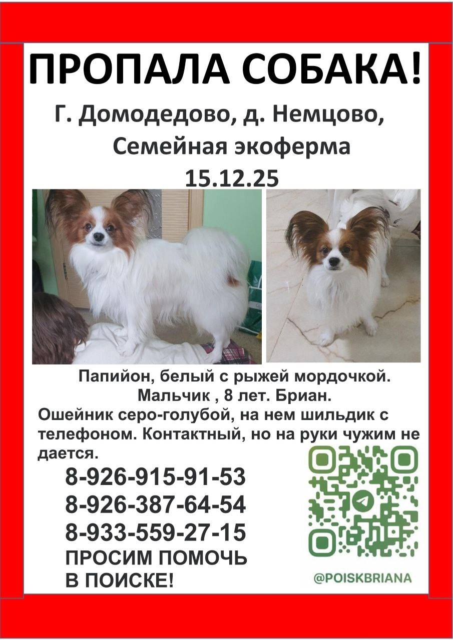 Пропала собака в Домодедове — фото объявления