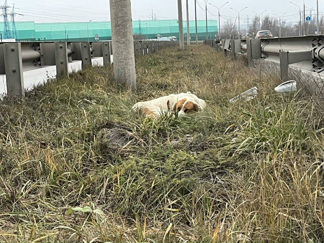 Найдена собака в Домодедове — фото объявления