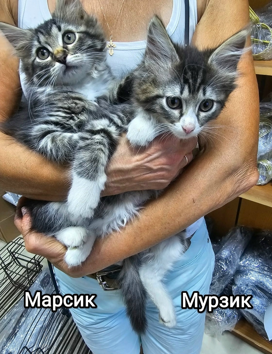 Пропала кошка в Домодедове — фото объявления
