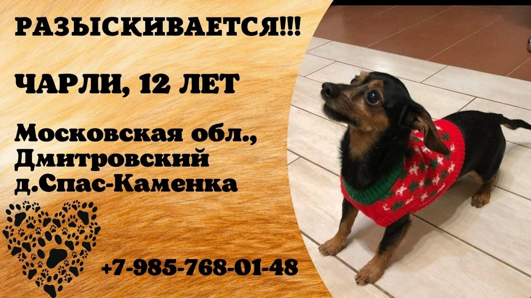 Пропала собака в Домодедове — фото объявления