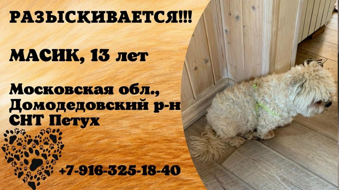 Пропала собака в Домодедове — фото объявления