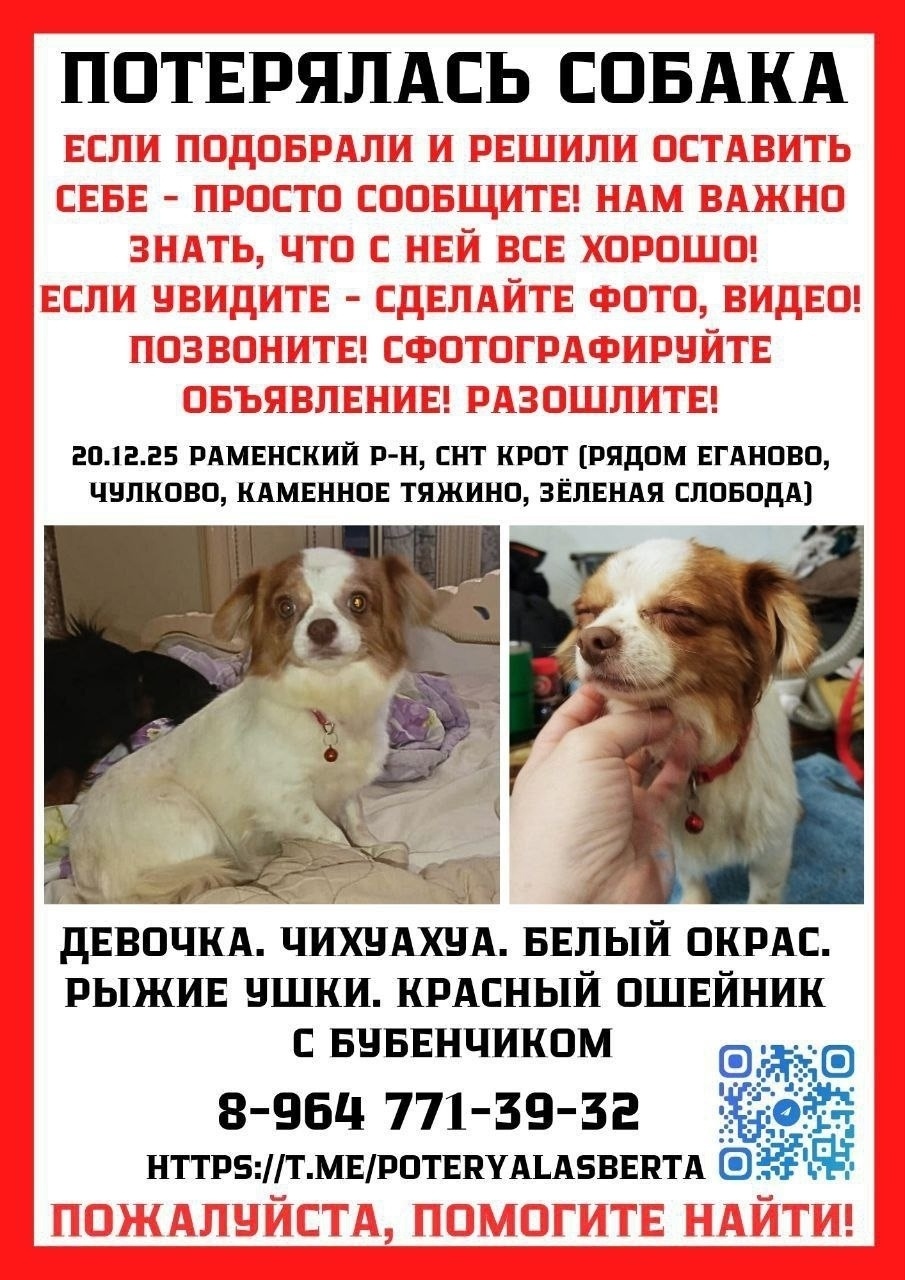 Пропала собака в Раменском — фото объявления