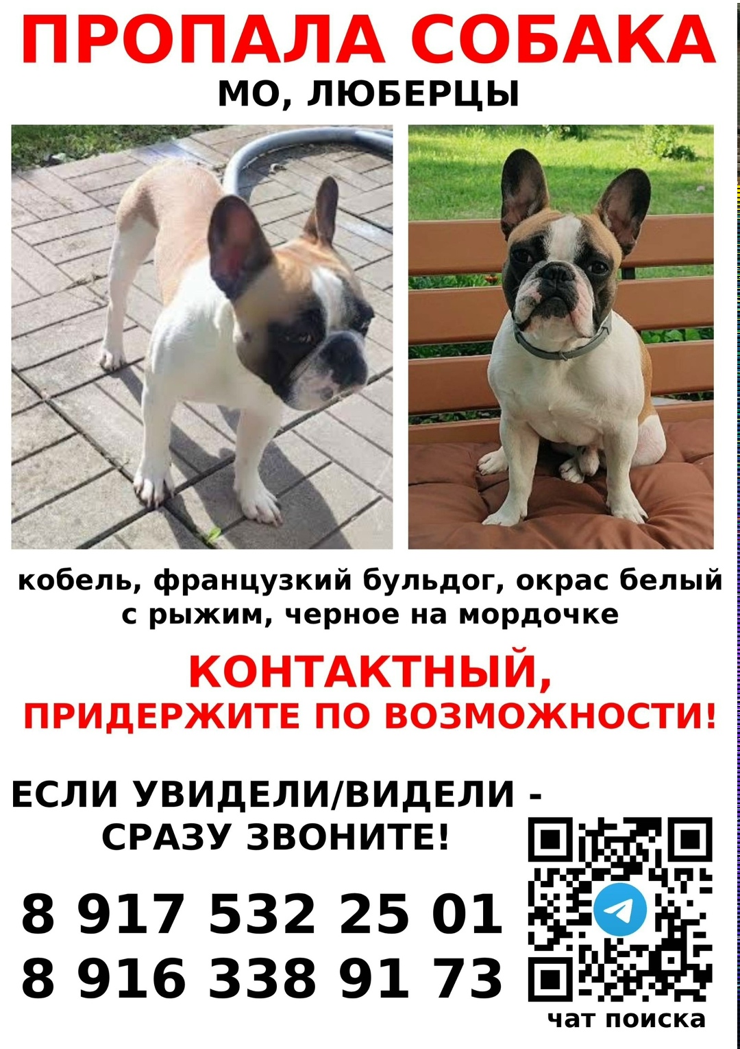 Пропала собака в Раменском — фото объявления