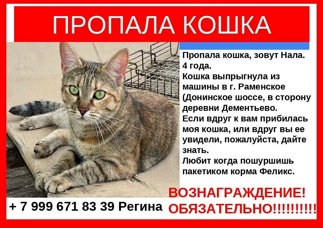 Пропала кошка в Раменском — фото объявления