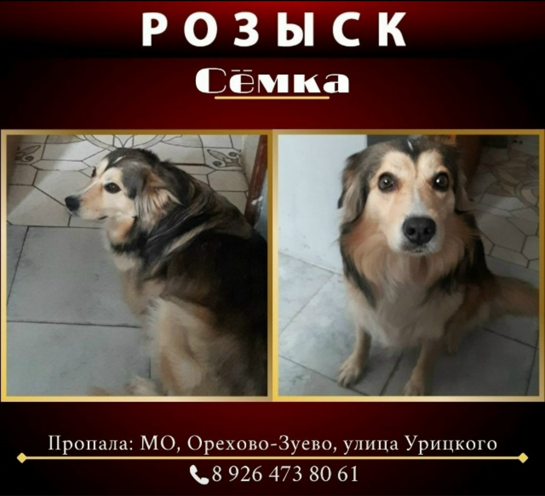 Найдена собака в Орехово-Зуеве — фото объявления