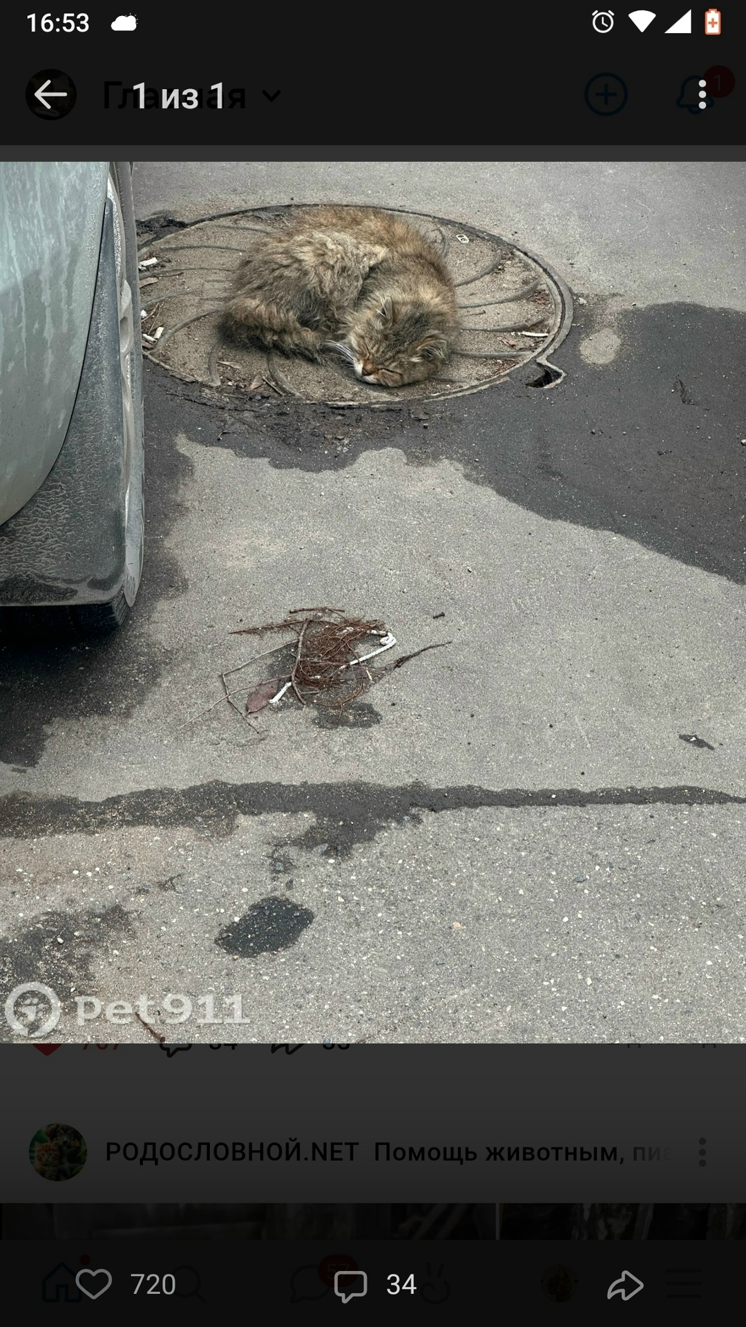 Найдена кошка в Долгопрудном — фото объявления