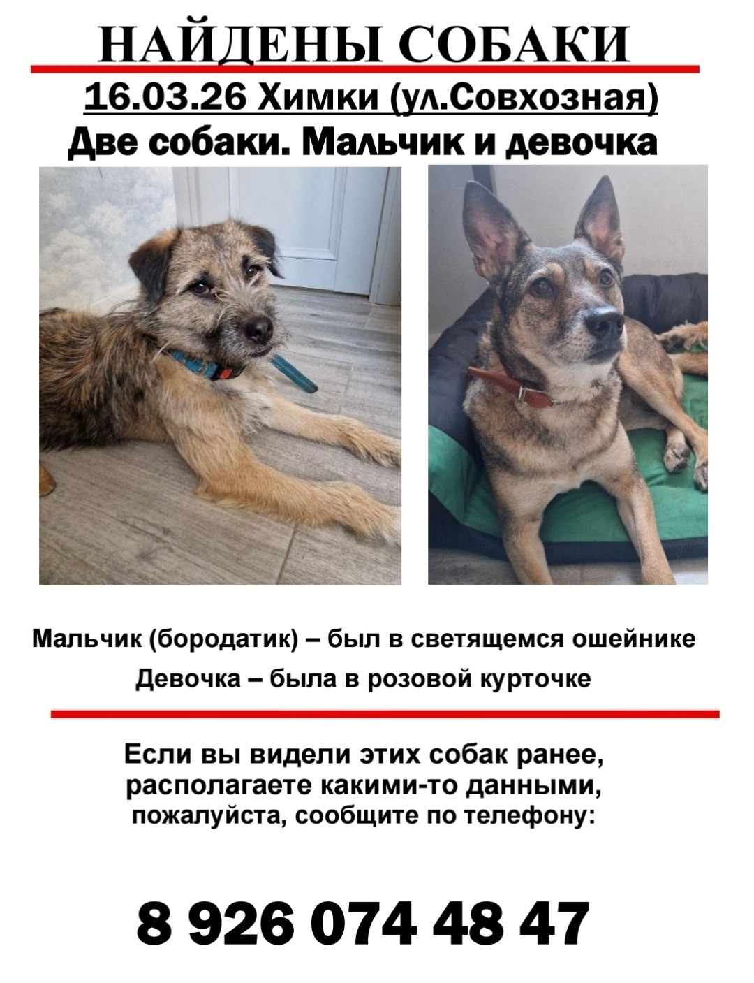 Найдена собака в Лобне — фото объявления