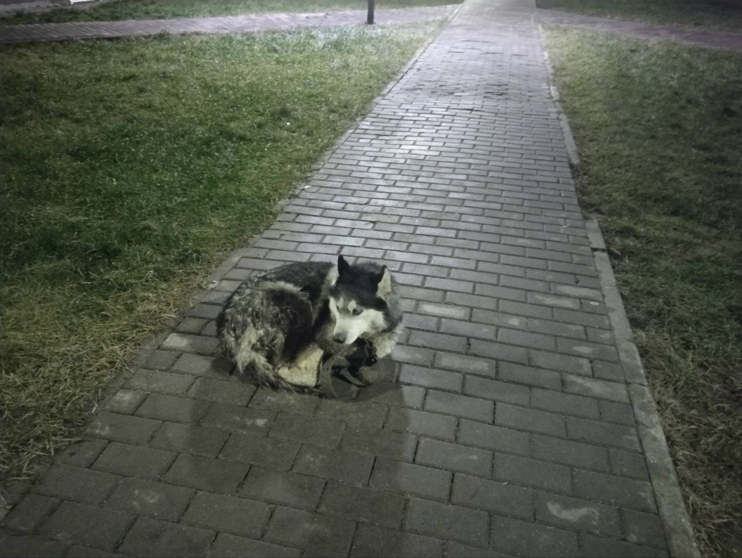 Пропала собака в Лобне — фото объявления