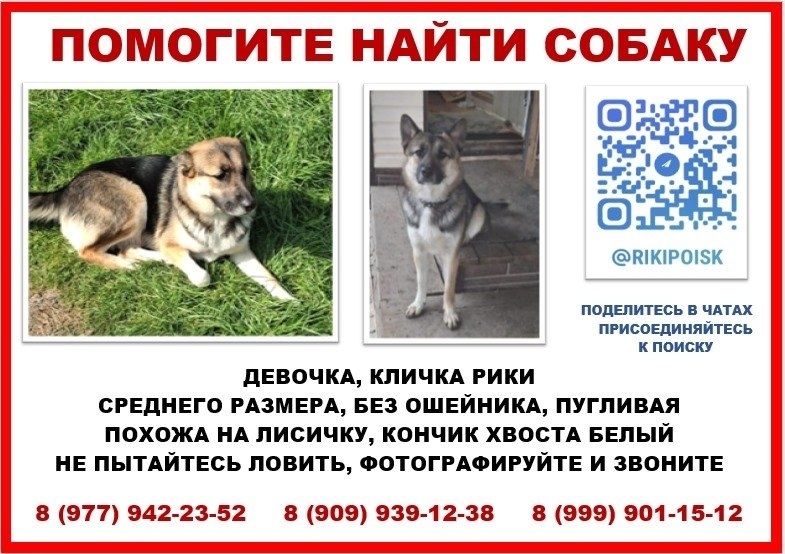 Пропала собака в Лобне — фото объявления