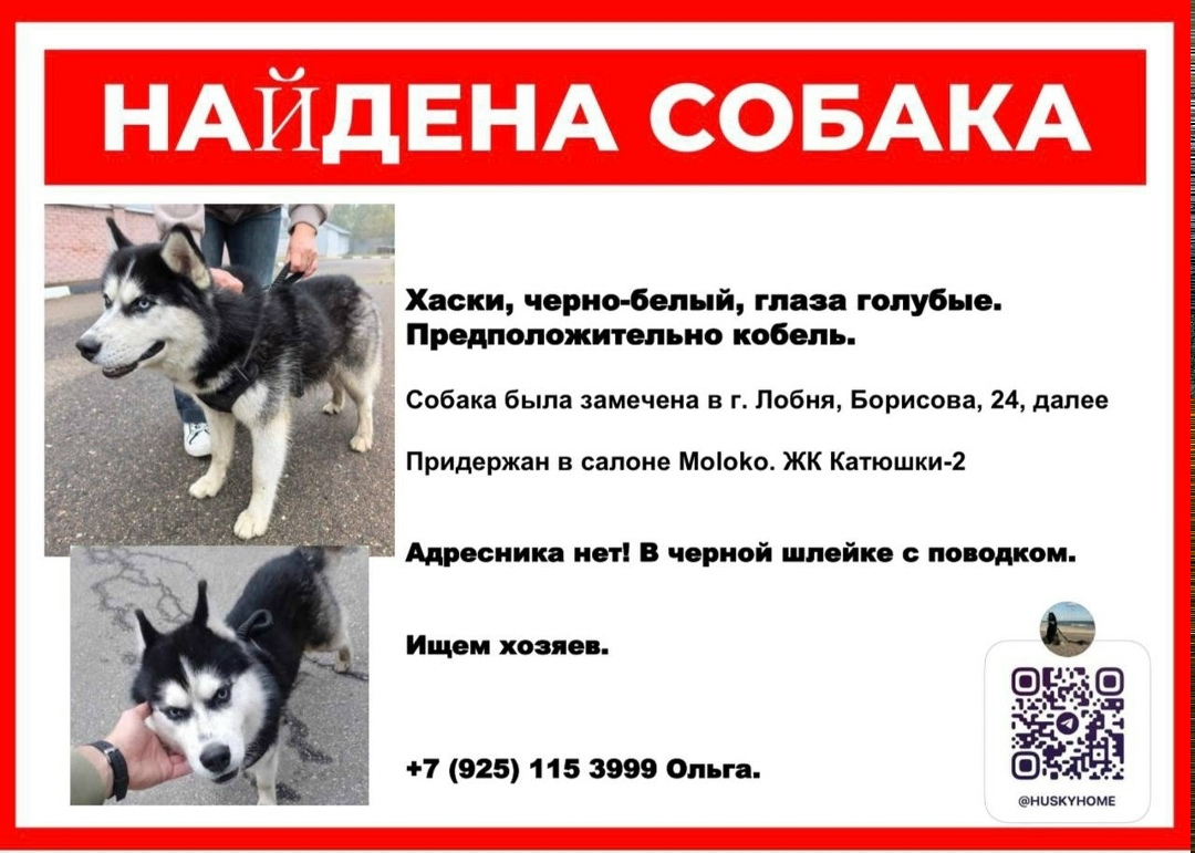 Найдена собака в Лобне — фото объявления