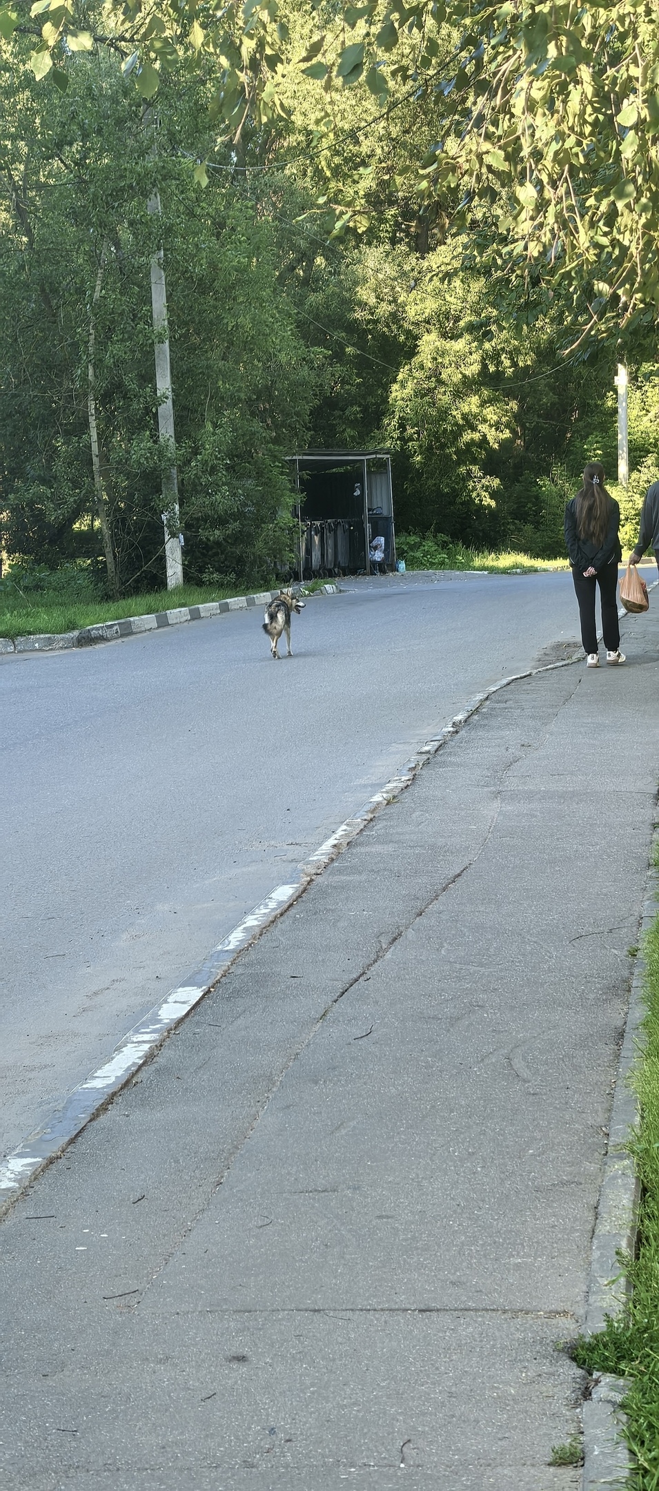 Пропала собака в Лобне — фото объявления